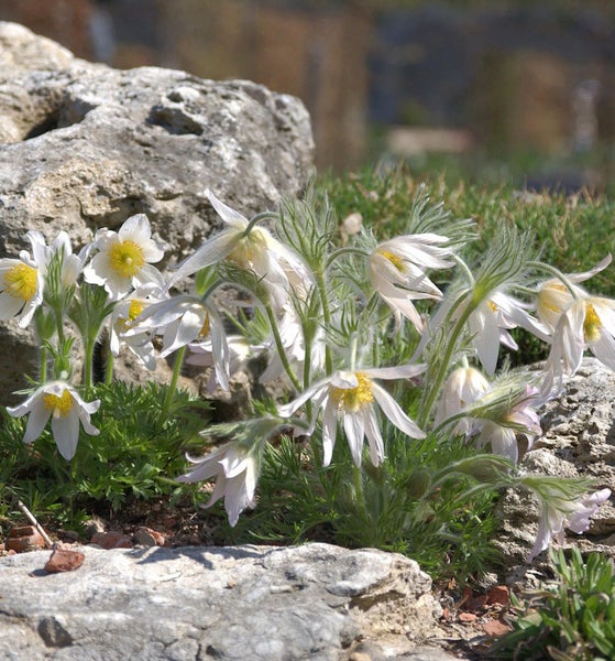 Gruppe von Kuhschellen im Garten