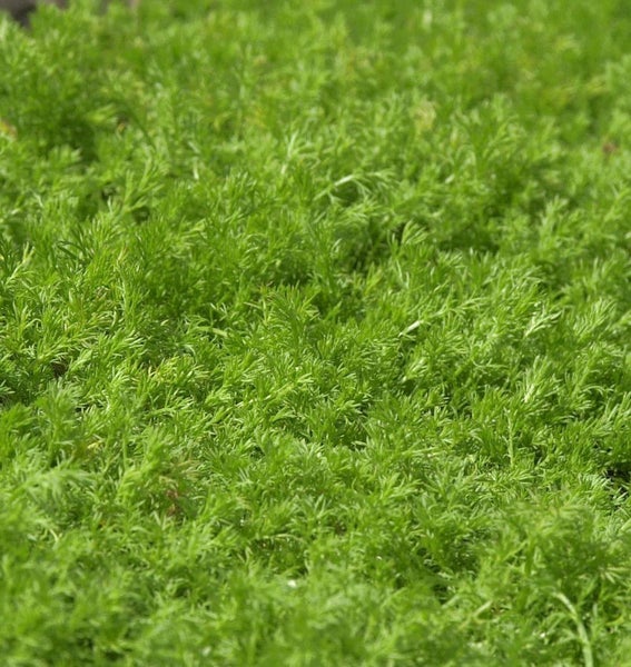 Dichtes, grünes Rasenmoos für den Garten