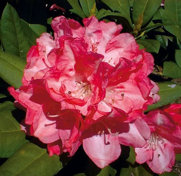 Nahaufnahme einer rosa Rhododendronblüte