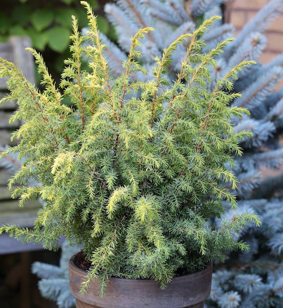 Wacholderpflanze im Topf für den Garten