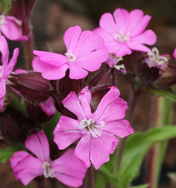 Nahaufnahme von rosafarbenen Kuckuckslichtnelkenblüten