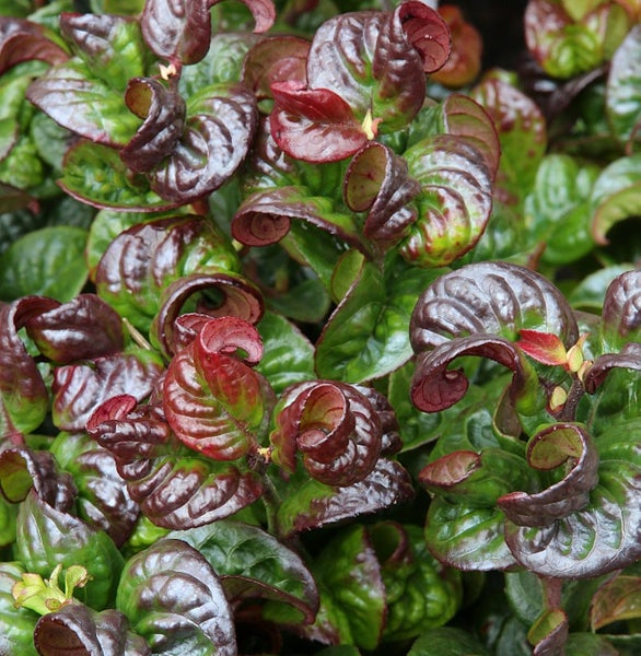 Pflanze mit grünen und rotbraunen Blättern