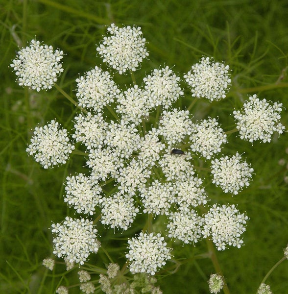 Nahaufnahme einer Doldenblüte mit weißen Blüten