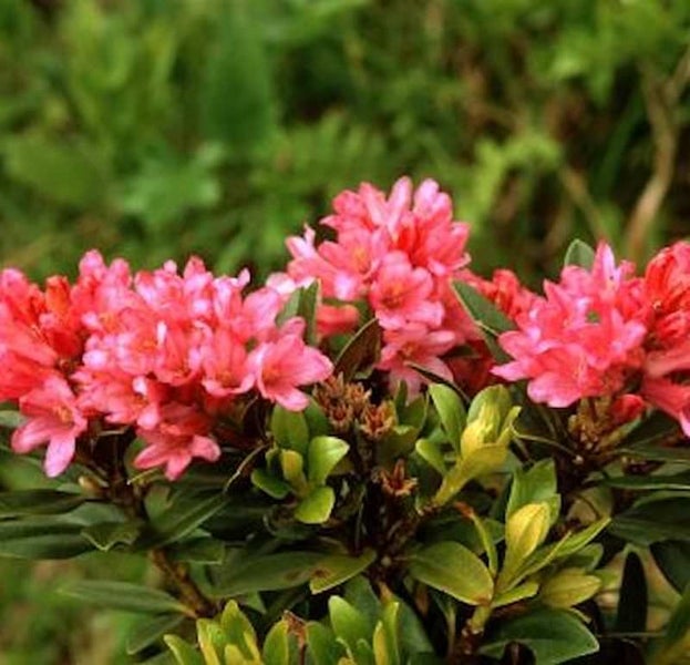 Nahaufnahme einer Rhododendronblüte