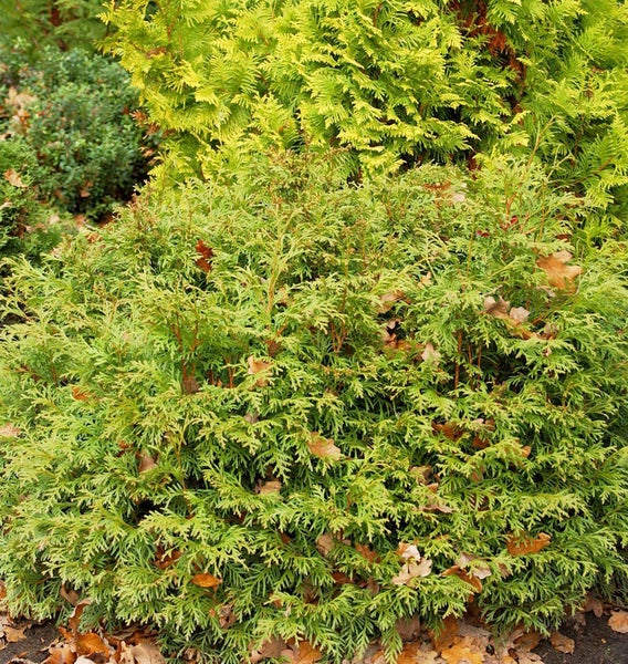 Grüne Thuja Heckenpflanze im Garten.