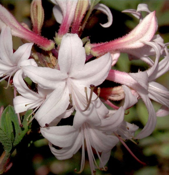 Nahaufnahme von Azaleenblüten
