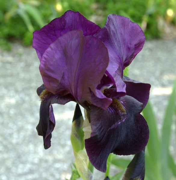 Nahaufnahme einer einzelnen, dunklen Irisblüte.