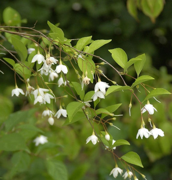 Zweig des Maiglöckchenbaums mit Blüten und Blättern