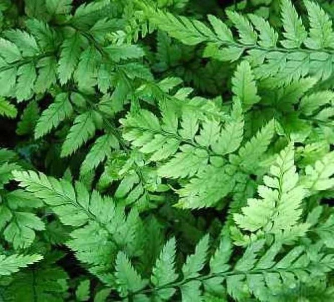 Nahaufnahme von Farnblättern