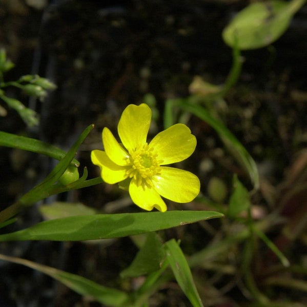 Gelbe Hahnenfussblüte