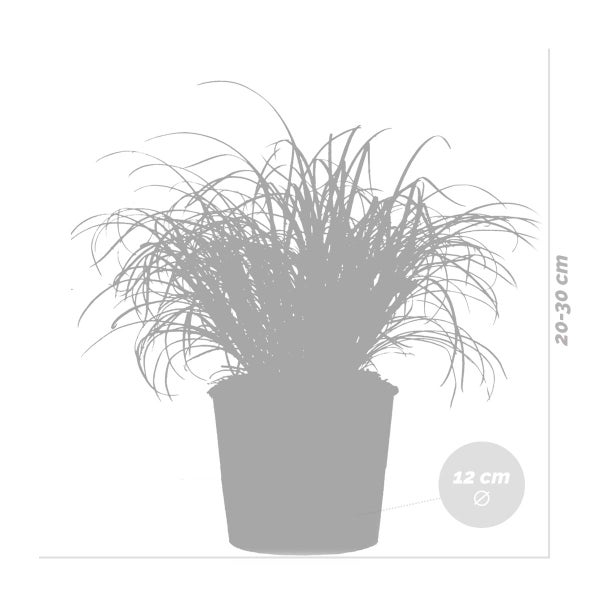 Bloomique - 3er Set - Cyperus Zumula - Katzengras Fertig Gewachsen - Zimmerpflanzen - Pflegeleicht - Haustierfreundlich - Höhe 20-30 cm - Topf 12 cm