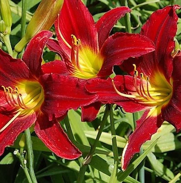 Nahaufnahme von Taglilienblüten mit roten Blütenblättern und gelben Zentren.