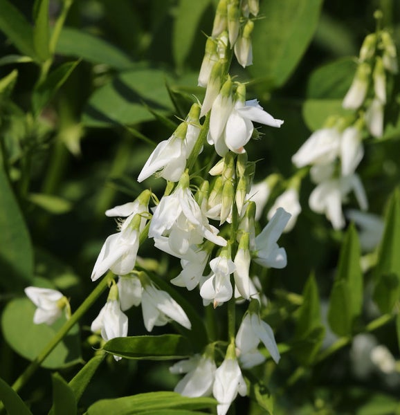 Blütenstand der Saat-Platterbse mit weißen Blüten