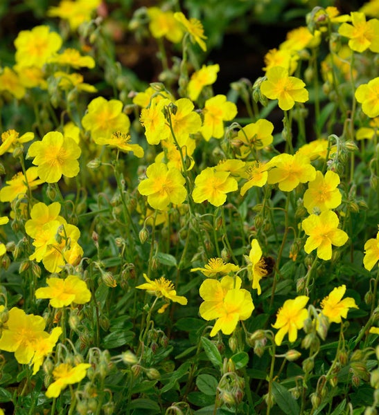 Gelbe Zistrosenblüten in Nahaufnahme.