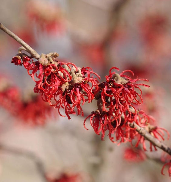 Blühender Zweig der Zaubernuss mit roten Blüten