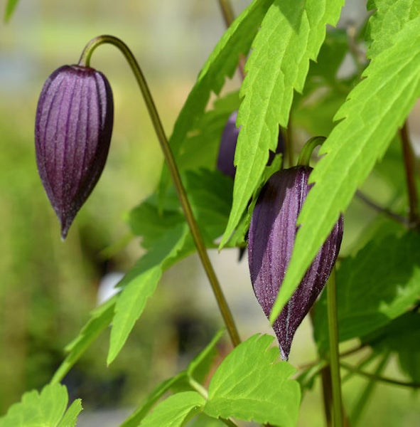 Nahaufnahme einer Glockenblume mit grünen Blättern