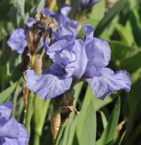 Nahaufnahme einer Schwertlilie im Garten