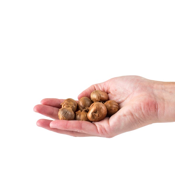 Bloomique - Mischung aus 40 - Krokusse - Krokusse - Farbmischung - Blumenzwiebeln - Frühlingsblüher - mehrjährige Pflanzen - wird bis zu 10-15 cm groß