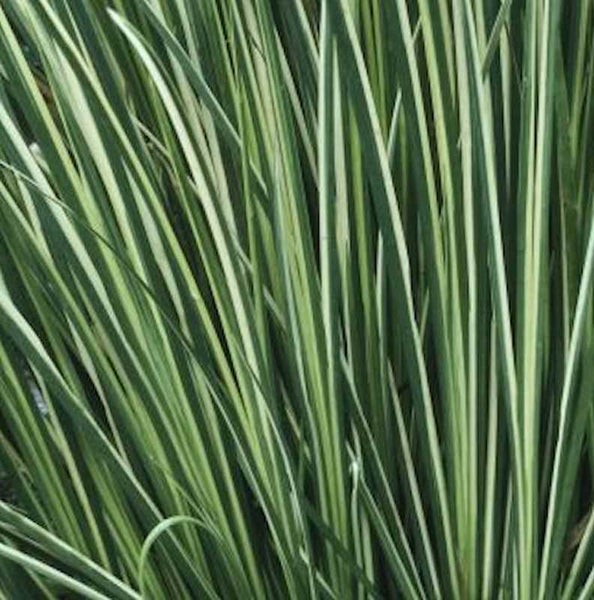 Detailaufnahme von Ziergras mit gestreiften Blättern
