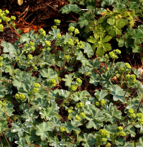 Frauenmantel Pflanze im Gartenbeet