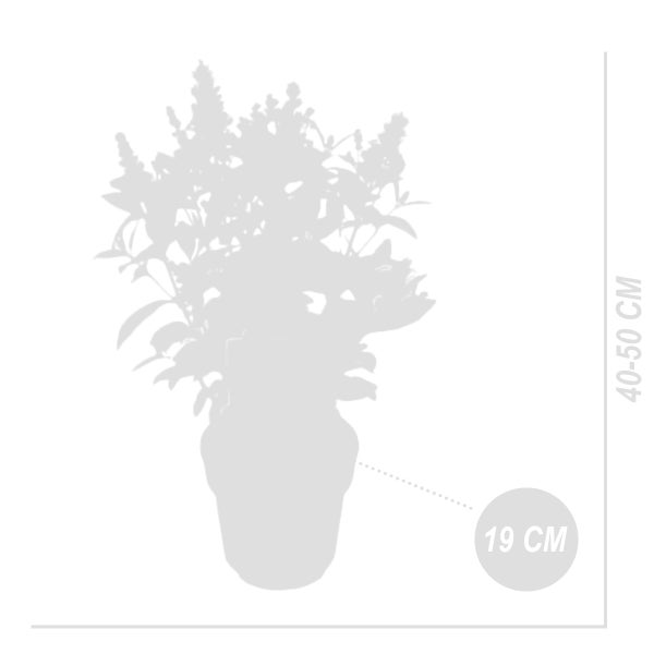 Bloomique - Buddleja Butterfly Little Ruby - Schmetterlingsflieder - Gartenpflanzen - Winterhart - 30-40 cm Hoch - Topf 19 cm