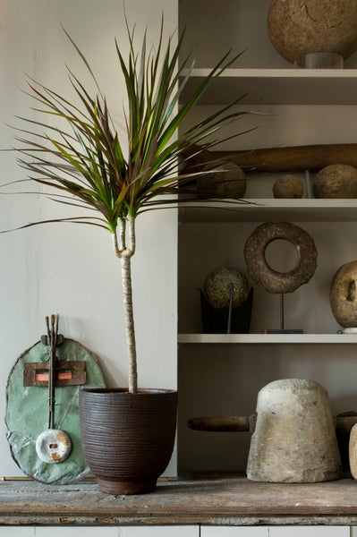 Drachenblutbaum | Dracaena 'Marginata' pro Stück - Zimmerpflanze im Kinderzimmertopf cm17 cm - ↕75 cm