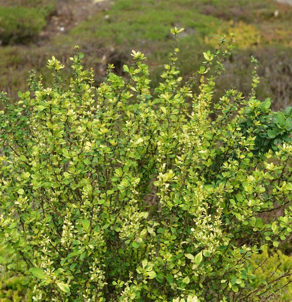 Berberitze Hecke im Garten