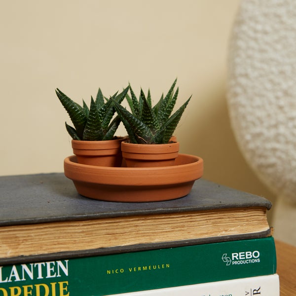 Bloomique – 3er-Mix – Mini-Sukkulenten – Sukkulenten – Zimmerpflanzen – sehr pflegeleicht – 5–10 cm hoch – Terrakotta-Topf 3,5 cm