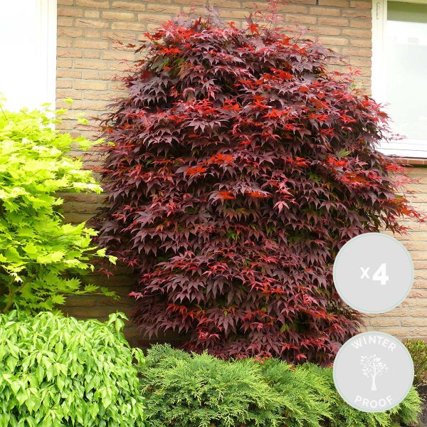 Bloomique - 4er Set - Acer Atropurpureum - Japanischer Ahorn - Winterharte Pflanzen - Gartenpflanzen Winterhart - Höhe 20-30 cm - Topf 10,5 cm