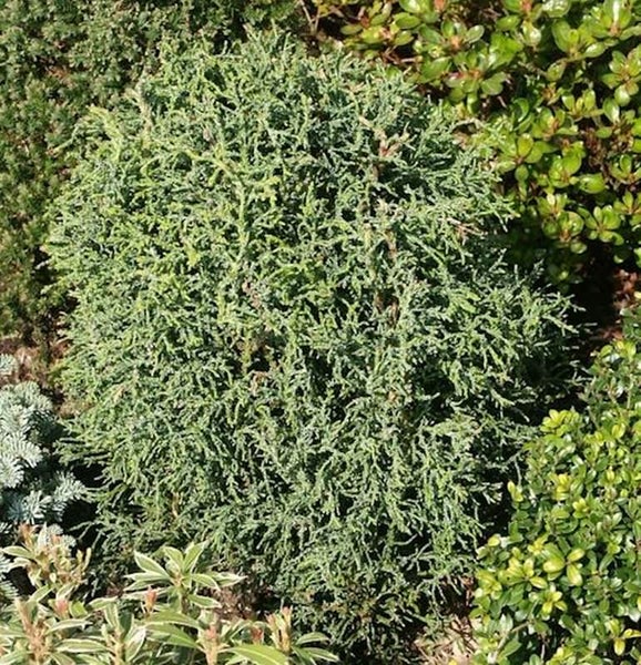 Kugelzypresse im Garten