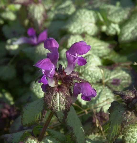 Nahaufnahme einer Purpur Taubnessel Pflanze im Garten