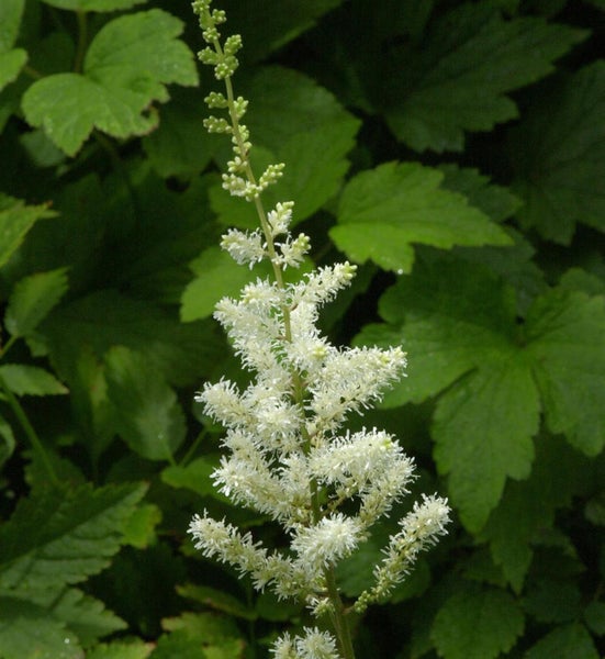 Blüte einer Prachtspiere im Garten