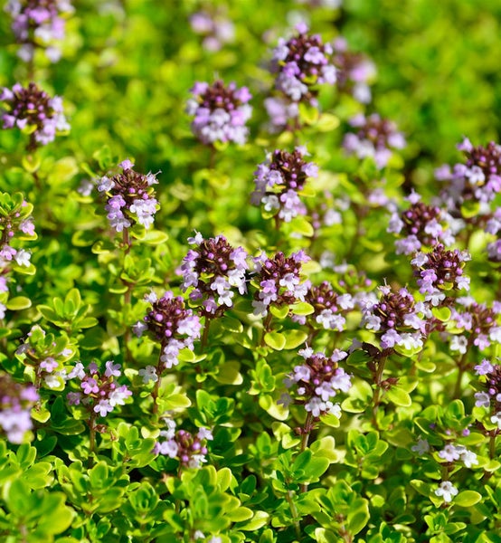 Blühender Thymian im Detail