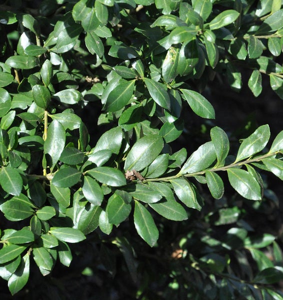 Nahaufnahme von Buchsbaumblättern