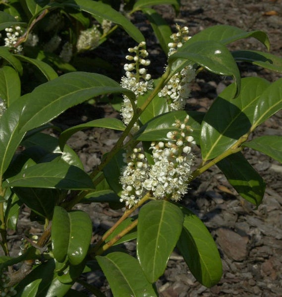 Kirschlorbeerpflanze mit Blüte