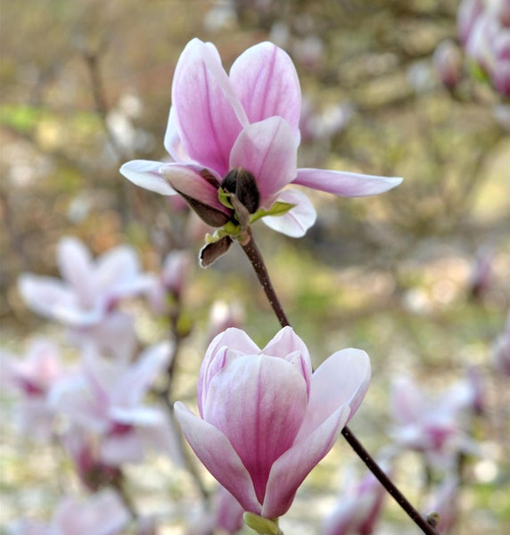 Nahaufnahme von Magnolienblüten an einem Magnolienbaum