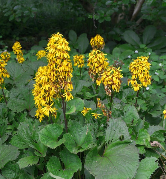 Blühende Goldkolbenstaude im Garten