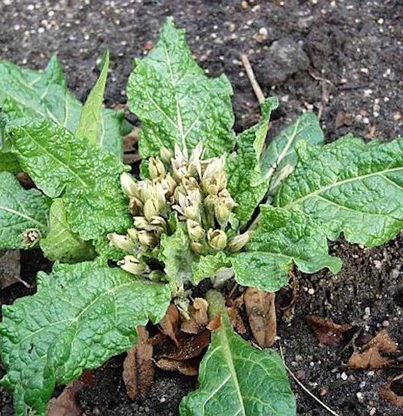 Salbei Pflanze mit grünen Blättern und Blütenknospen