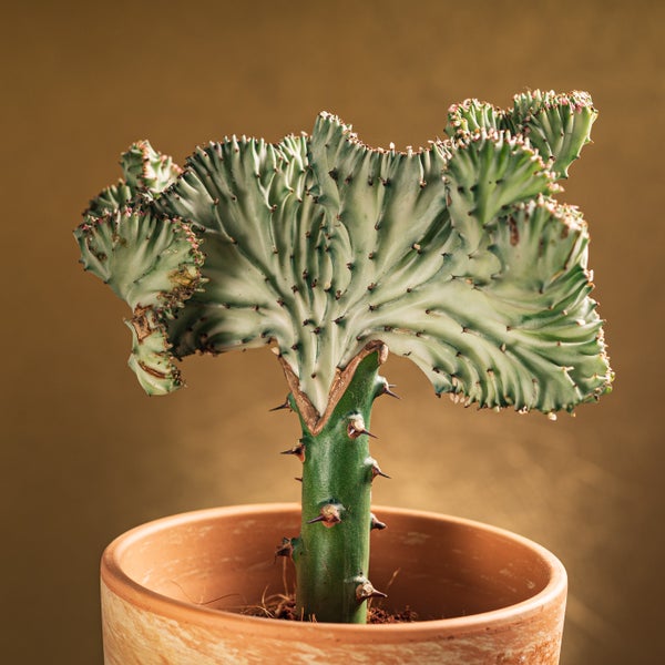 Bloomique - Euphorbia Lactea Cristata - Kaktuspflanze - Zimmerpflanzen - Luftreinigend - Tierfreundlich - Pflegeleicht - 20-30 cm Hoch - Topf 11 cm