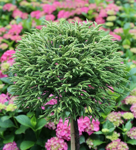 Kryptomerie auf Stamm im Garten