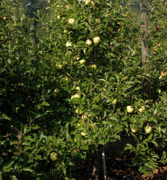 Apfelbaum mit reifen Äpfeln im Garten.