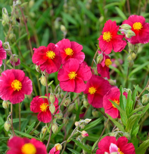 Sonnenröschen mit roten Blüten und gelben Staubgefäßen im Garten