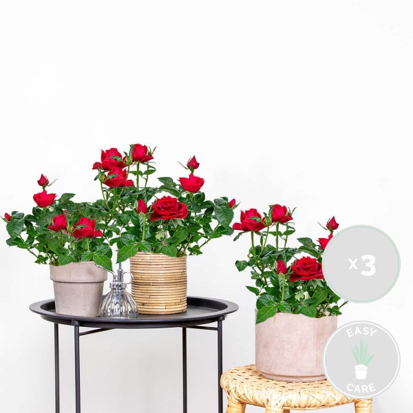 Bloomique - 3er-Set - Topfrosen Rot - Für drinnen und draußen geeignet - Zimmerpflanzen - Gartenpflanzen - Terrassenpflanzen - Winterhart - 20-30 cm Hoch - Topf 12 cm