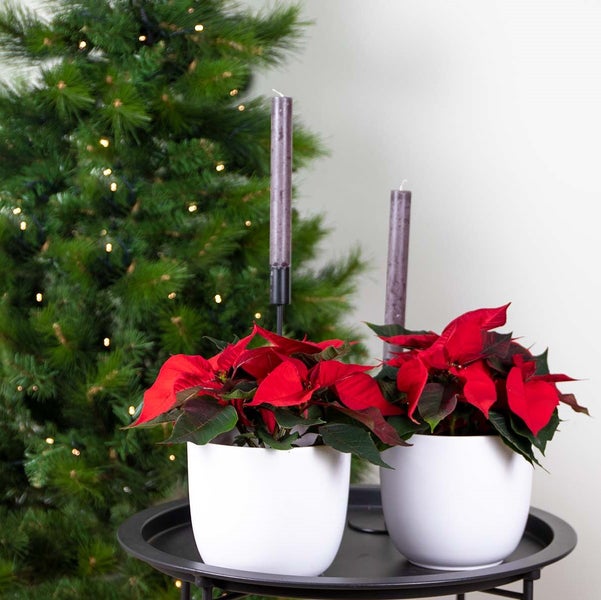 Alocasia Zimmerpflanze im Topf