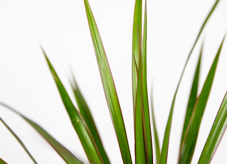 Bloomique - Dracaena Marginata - Drachenbaum - Zimmerpflanzen - Pflegeleicht - Luftreinigend - Höhe 30-40 cm - Topf 12 cm