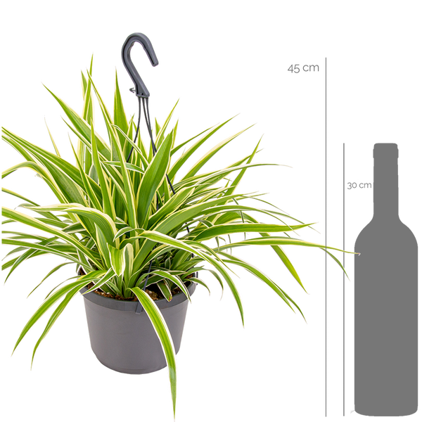 Bloomique - Chlorophytum Variegatum - Grünlilie - Hängepflanzen - Zimmerpflanzen - Luftreinigend - Tierfreundlich - 30-40 cm Hoch - Hängetopf 18 cm