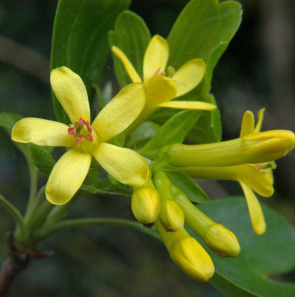 Gelbe Johannisbeere mit Blüten und Blättern
