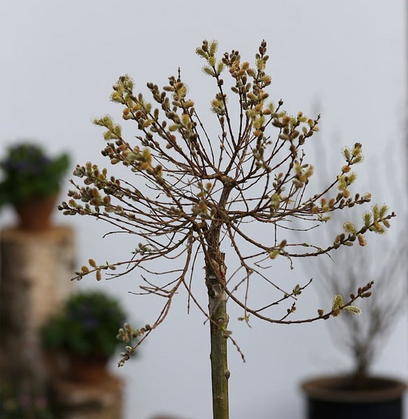 Kätzchenweidenbaum mit Blütenständen