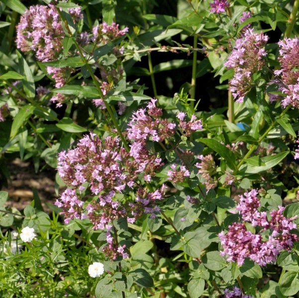 Nahaufnahme von blühendem Oregano im Garten.