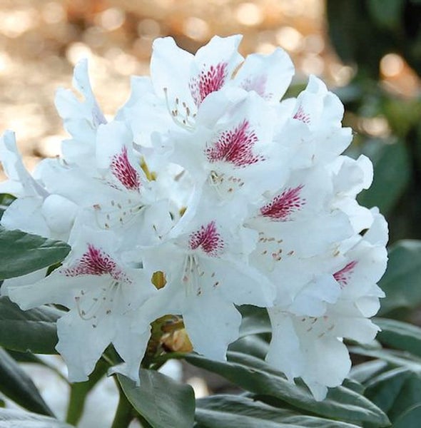 Nahaufnahme einer weißen Rhododendronblüte mit roter Zeichnung